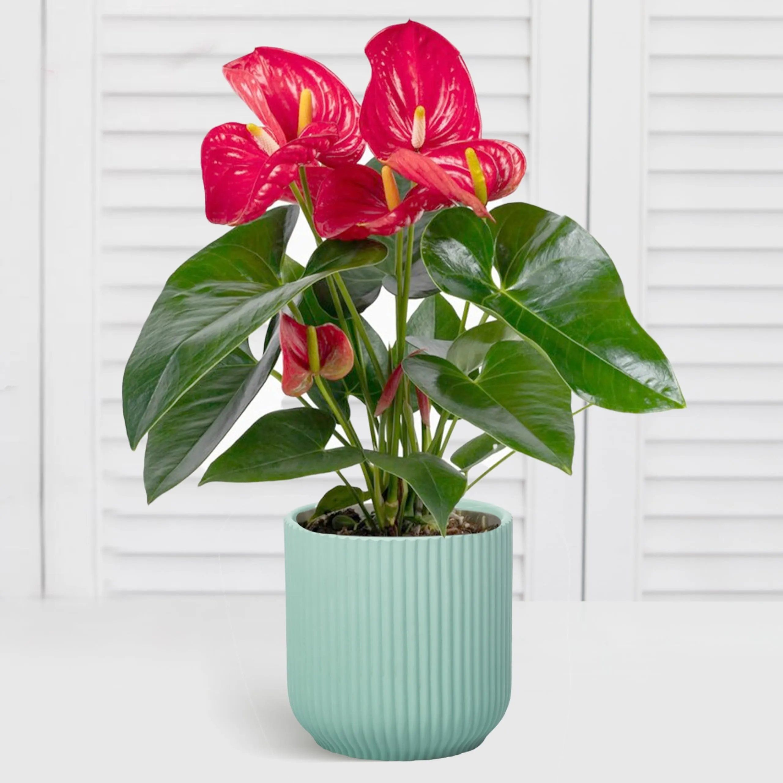 Ceramic Planter Pot - Planters For Indoor Or Outdoor Plants - Decorative