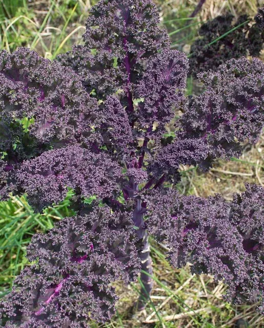 Kale — Redbor