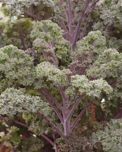 Kale — Redbor