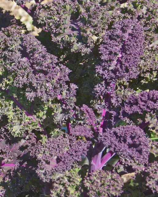 Kale — Redbor
