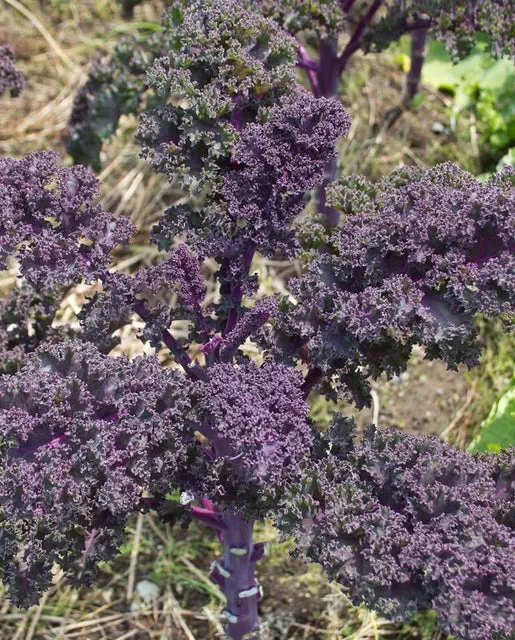 Kale — Redbor