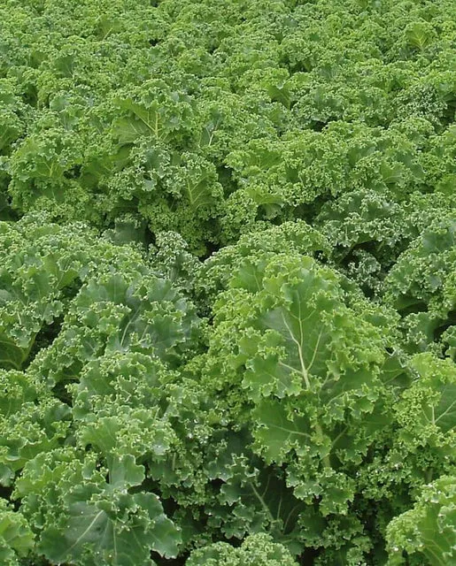 Kale — Starbor