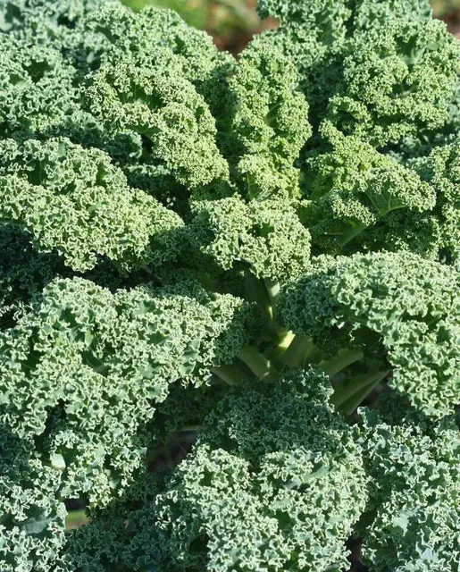 Kale — Vates Blue Curled Scotch