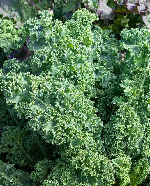 Kale — Vates Blue Curled Scotch