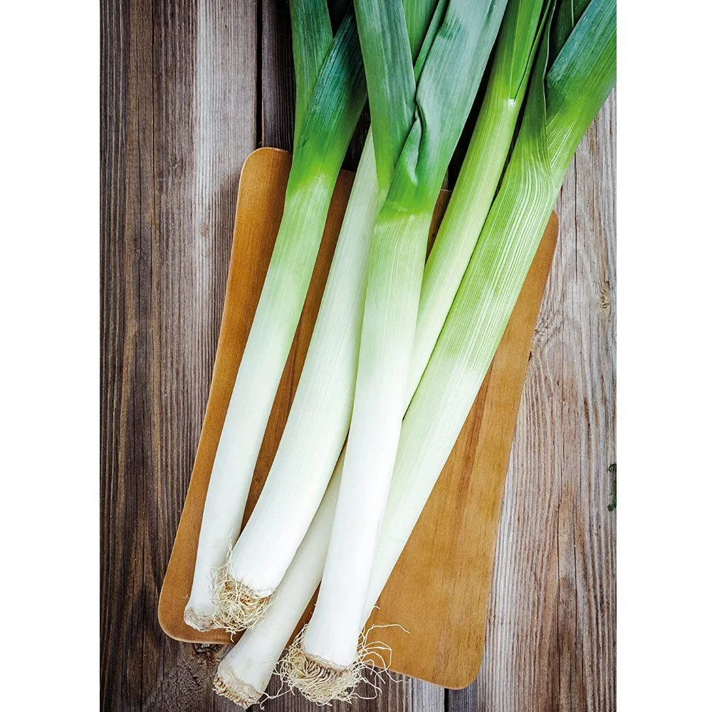Mr Fothergill's Leek Autora F1 Seeds