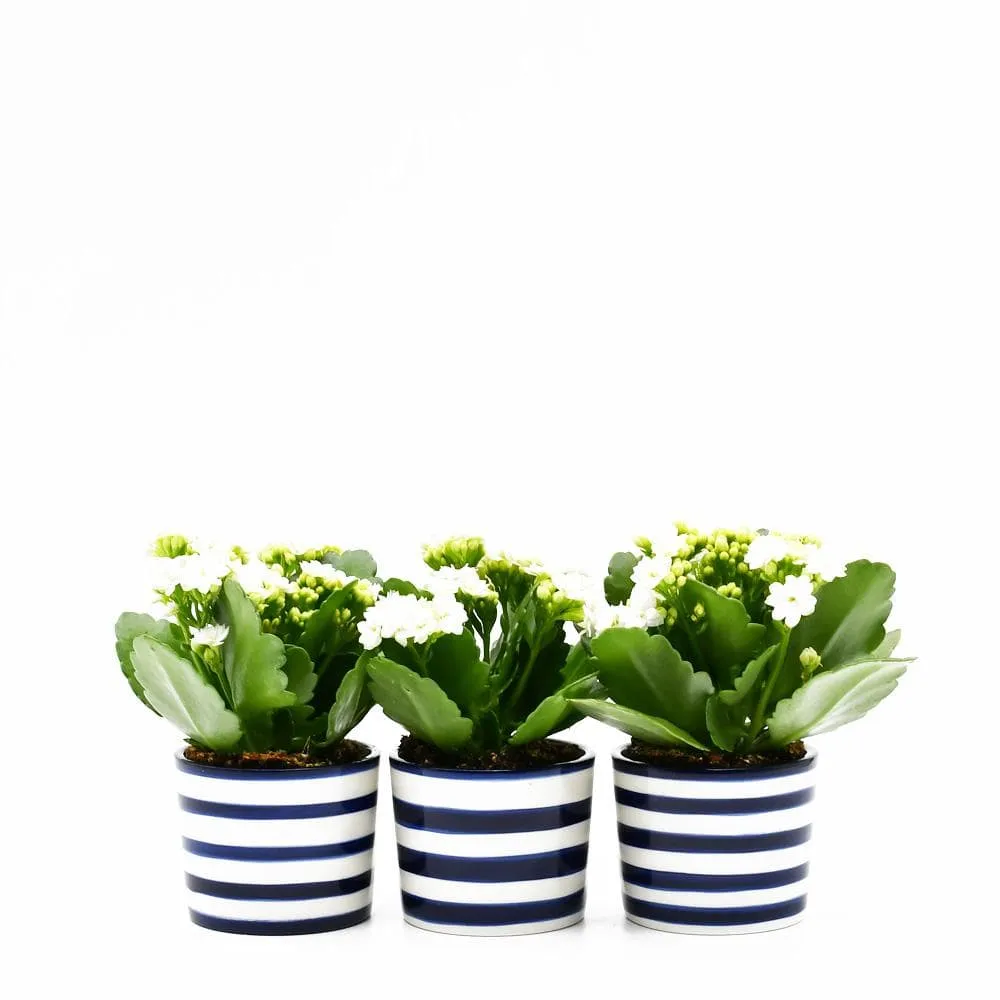 Pot en céramique "Costa nova"- Bleu Cobalt
