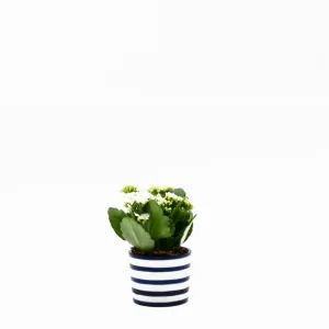 Pot en céramique "Costa nova"- Bleu Cobalt