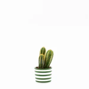 Pot en céramique "Costa nova" - Vert