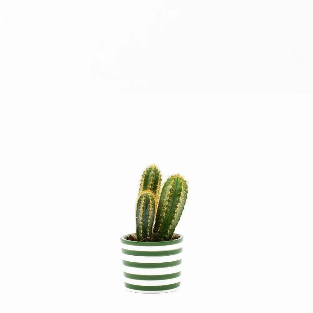 Pot en céramique "Costa nova" - Vert