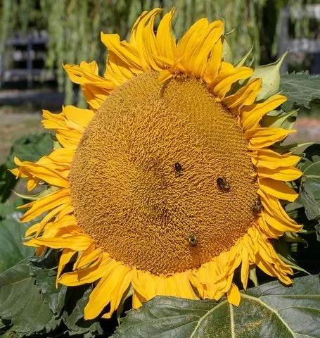 Wildflowers — Bumble Bee Blend